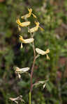 Smallflower fumewort